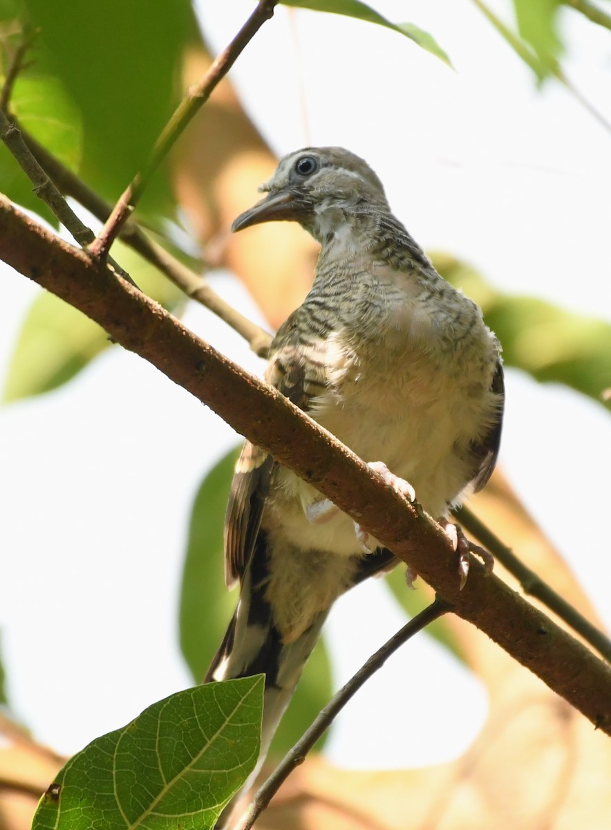 Zebra Dove - ML562807641