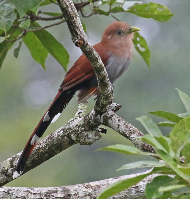 Squirrel Cuckoo - ML562809971