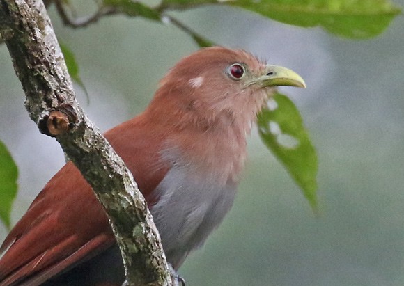 Squirrel Cuckoo - ML562809981