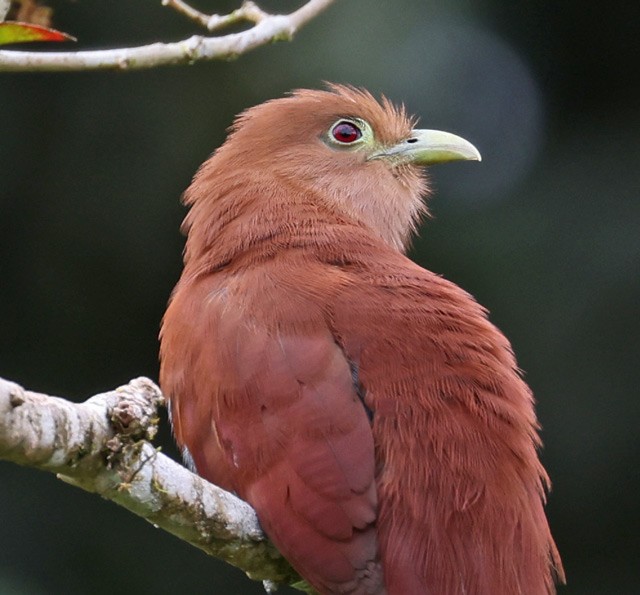 Squirrel Cuckoo - ML562809991