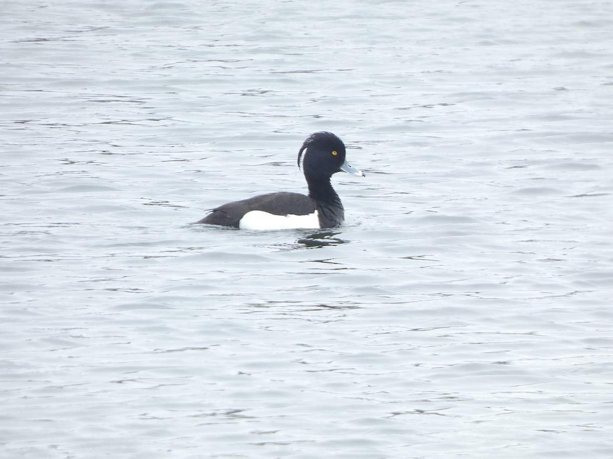 Tufted Duck - Brian Hill