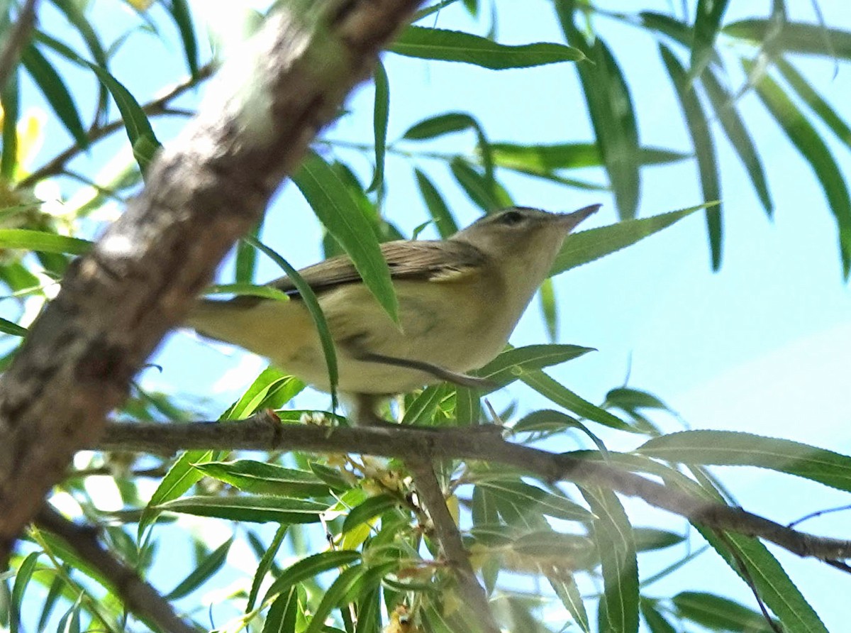 sangvireo - ML562810981