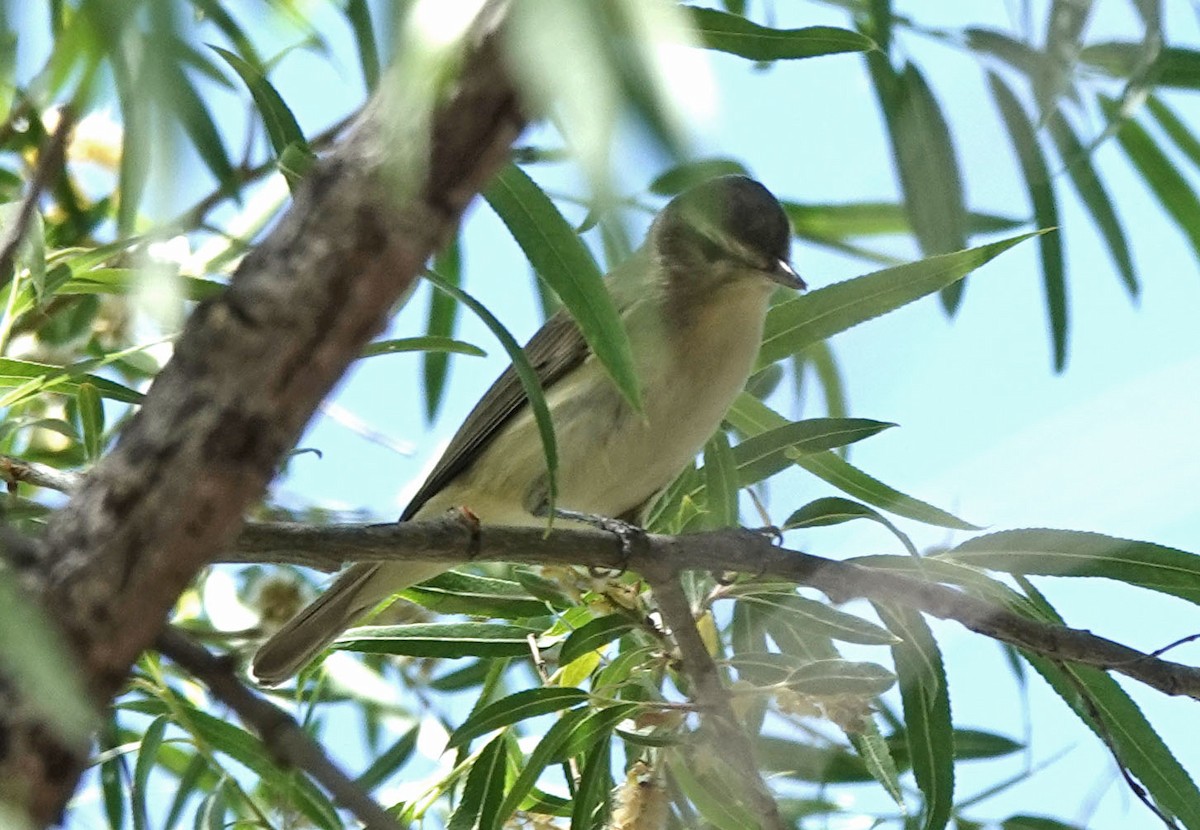 sangvireo - ML562810991