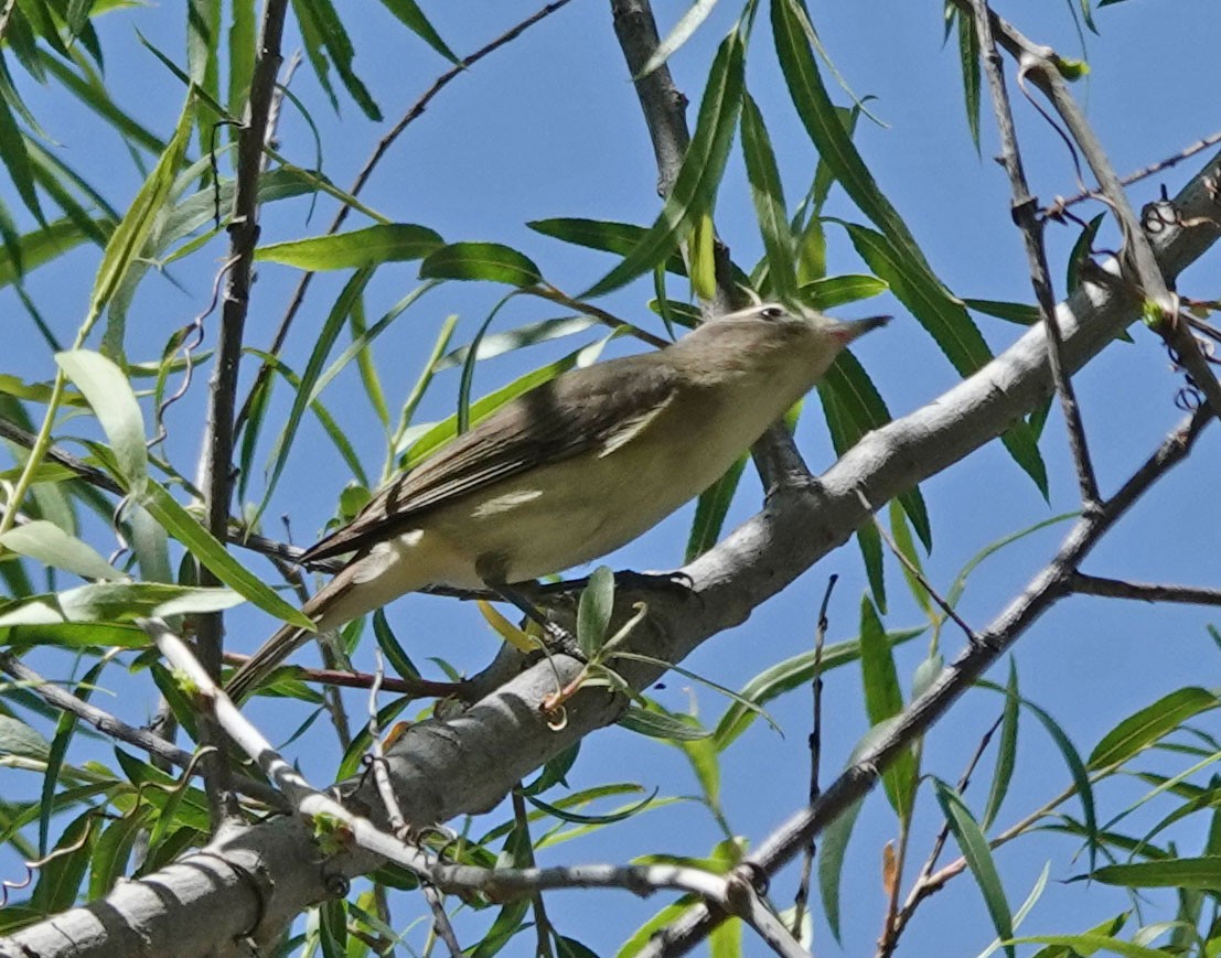 sangvireo - ML562811001