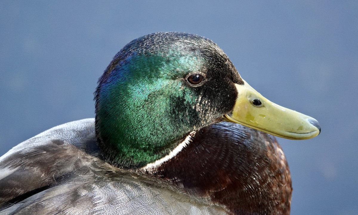 Mallard - Kathy Paulin