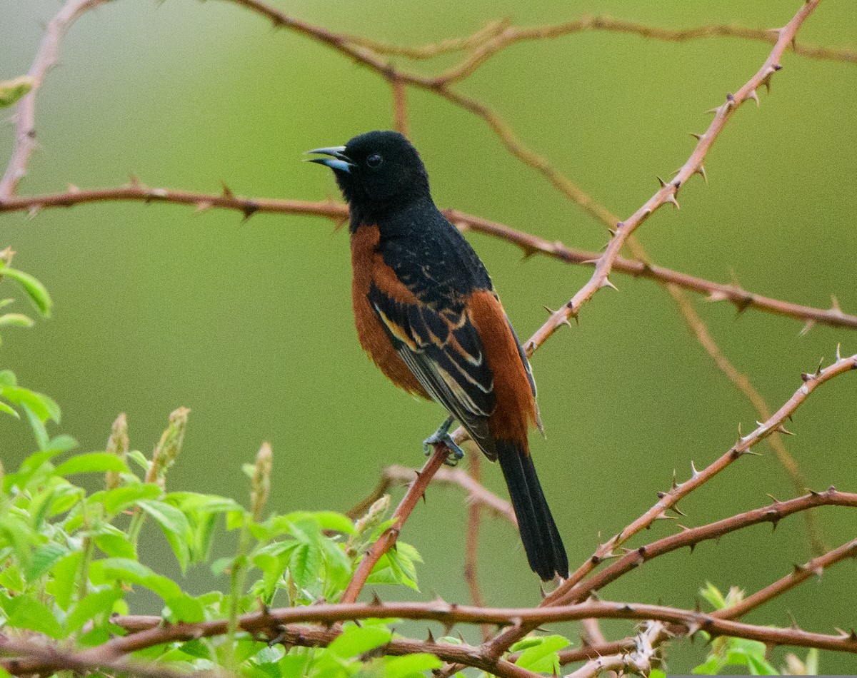 Orchard Oriole - ML562813111