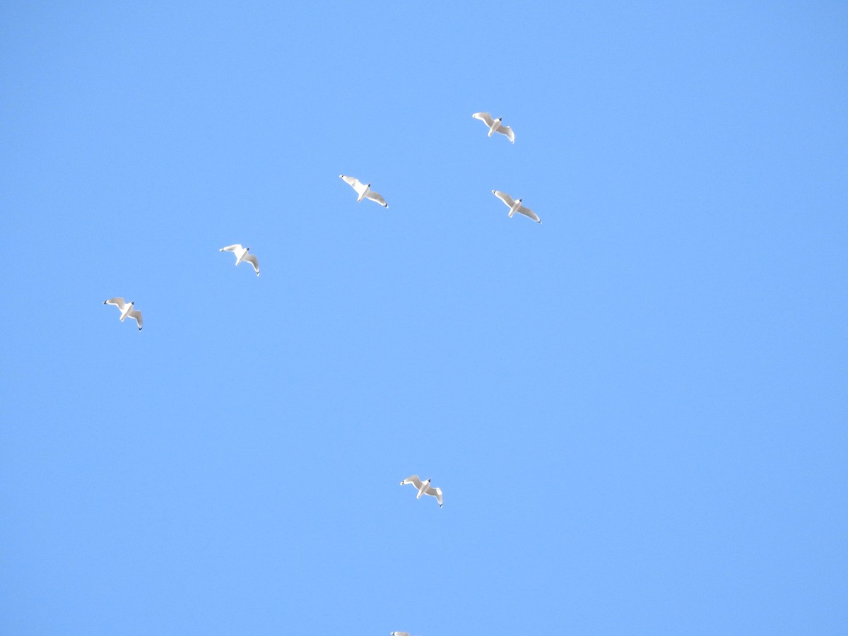 Franklin's Gull - Dale Heinert