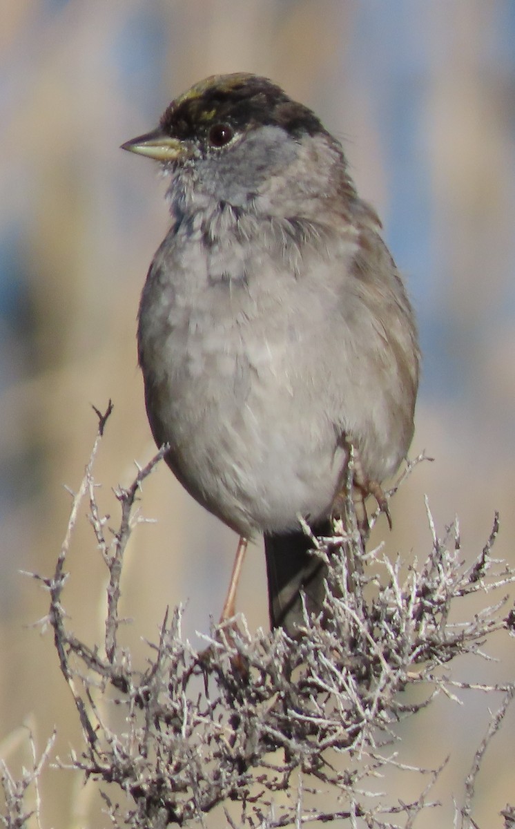 Golden-crowned Sparrow - ML562813321