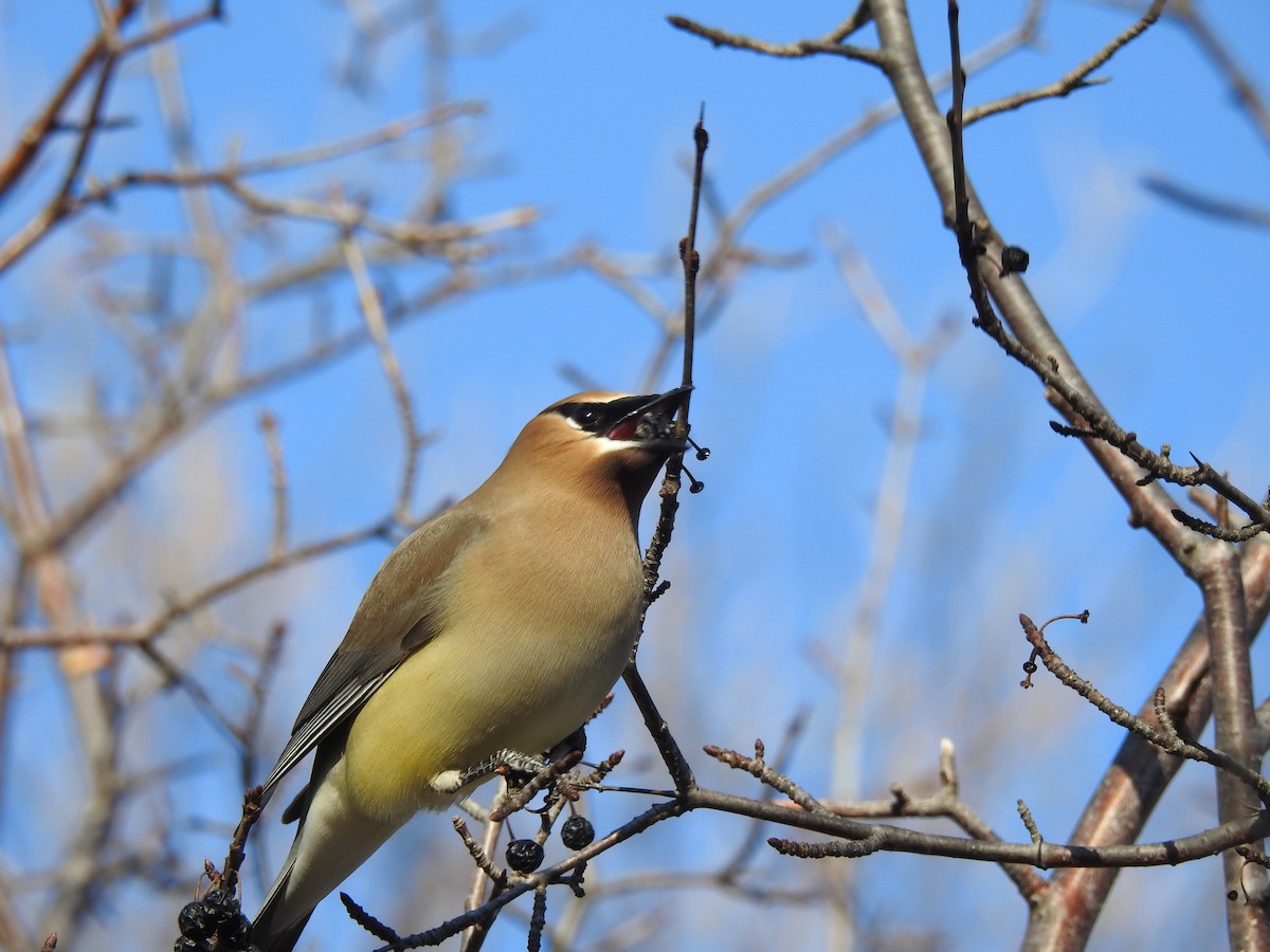 Cedar Waxwing - ML562813391