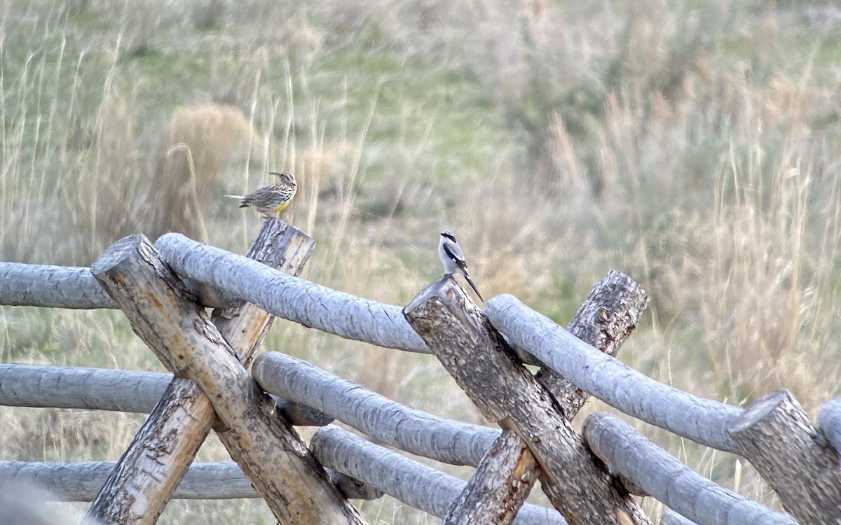 Pie-grièche migratrice - ML562814301