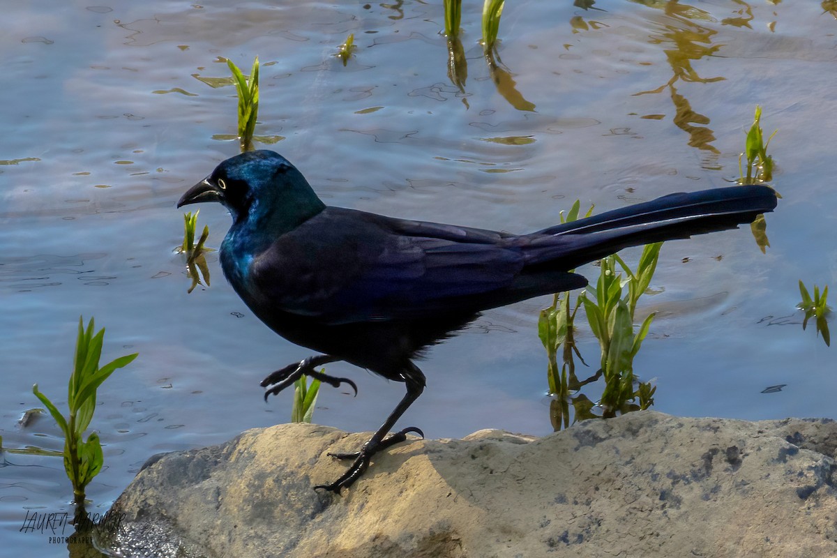 Common Grackle - ML562814911