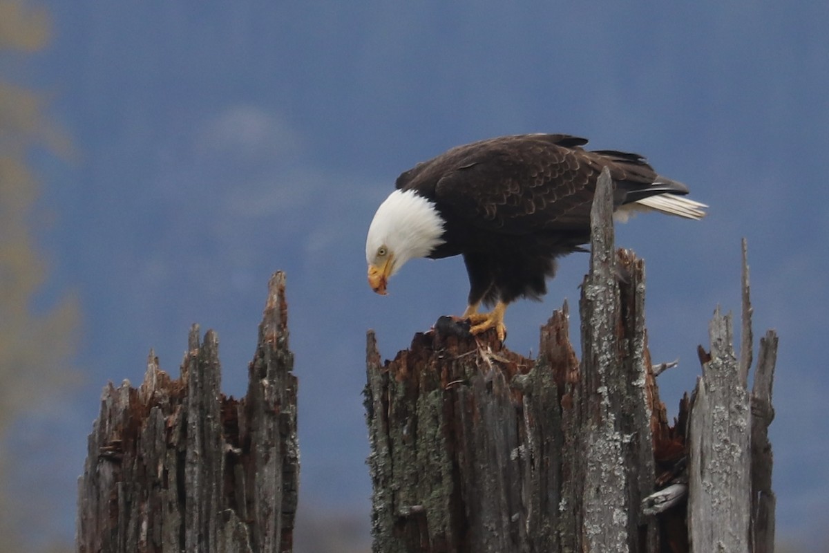 Bald Eagle - ML562816511