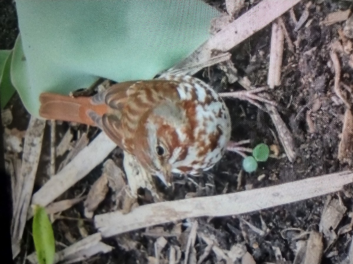 Fox Sparrow - Andree Dubreuil