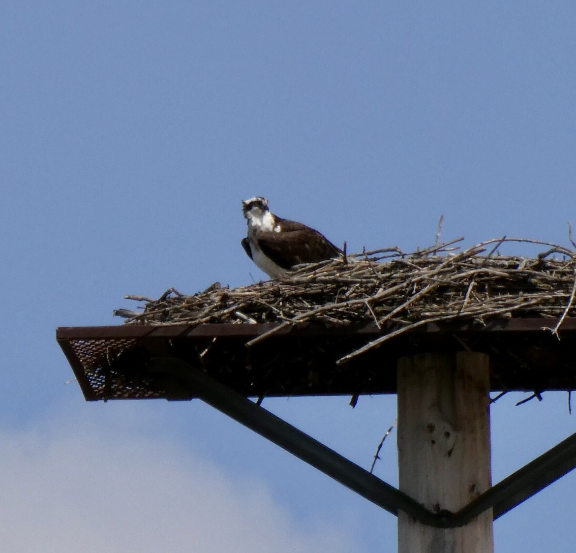 Osprey - ML562818471