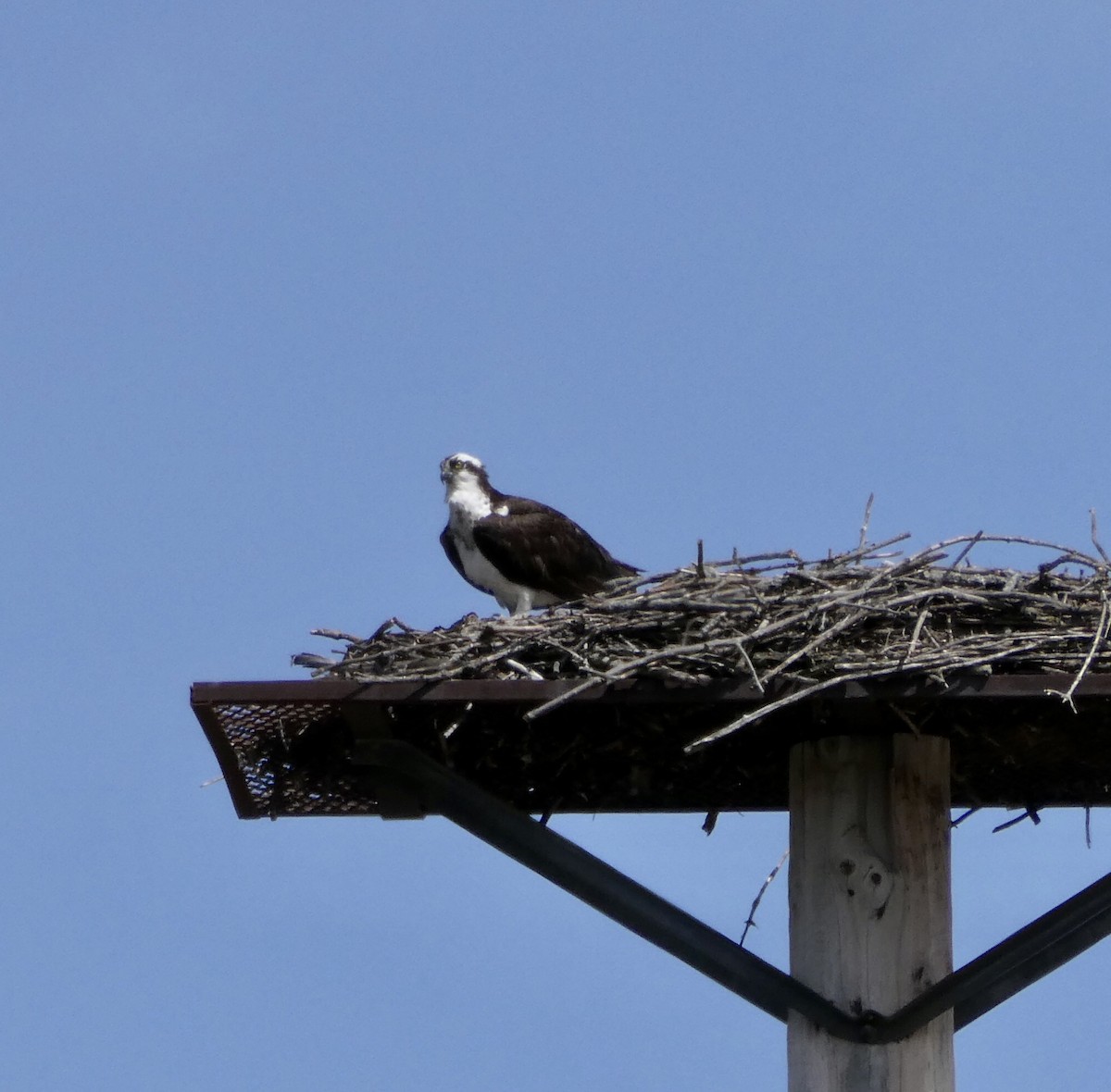 Osprey - ML562818481