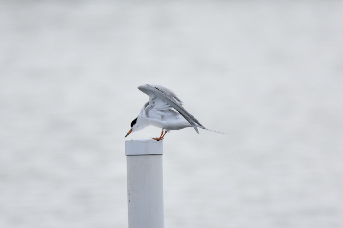 Forster's Tern - ML562818751