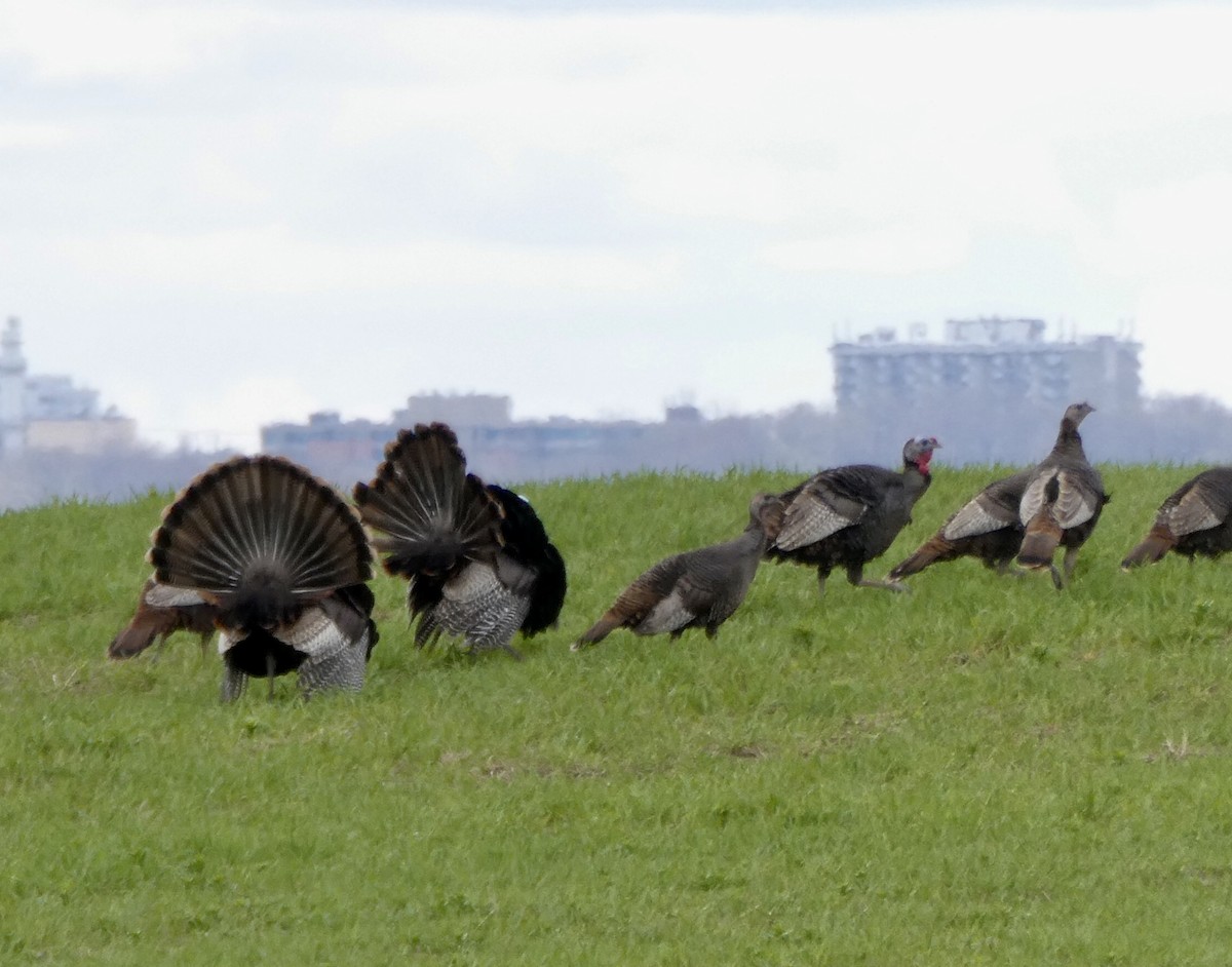 Wild Turkey - ML562818771