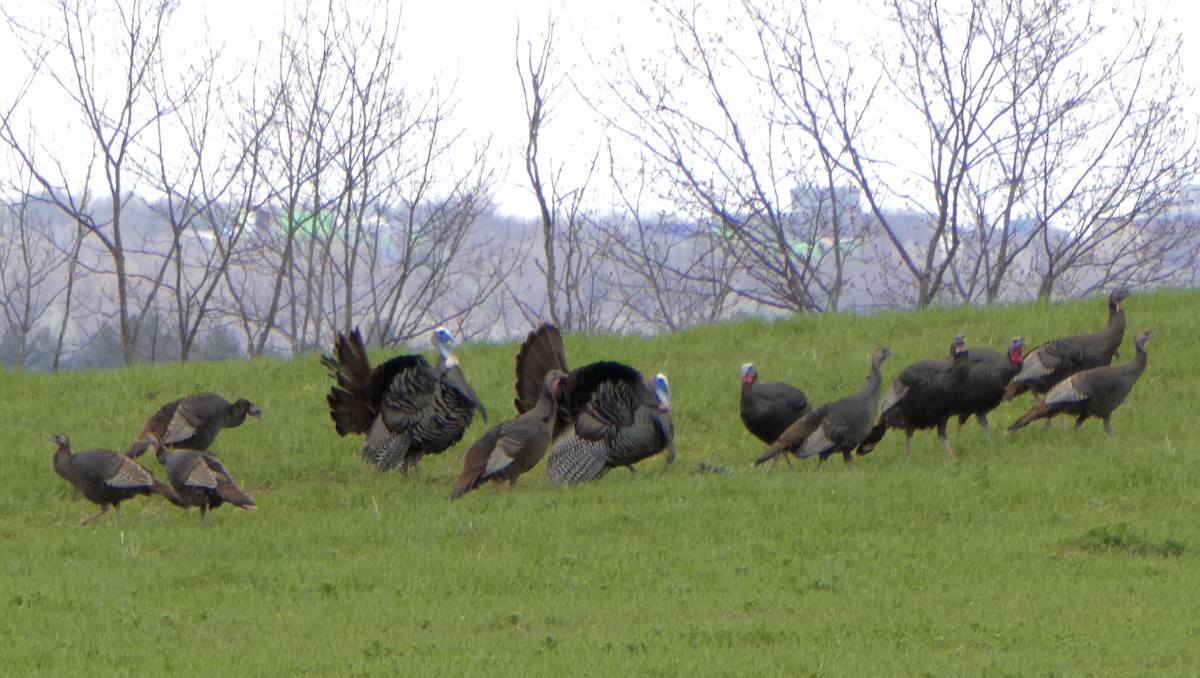 Wild Turkey - Jocelyne Pelletier