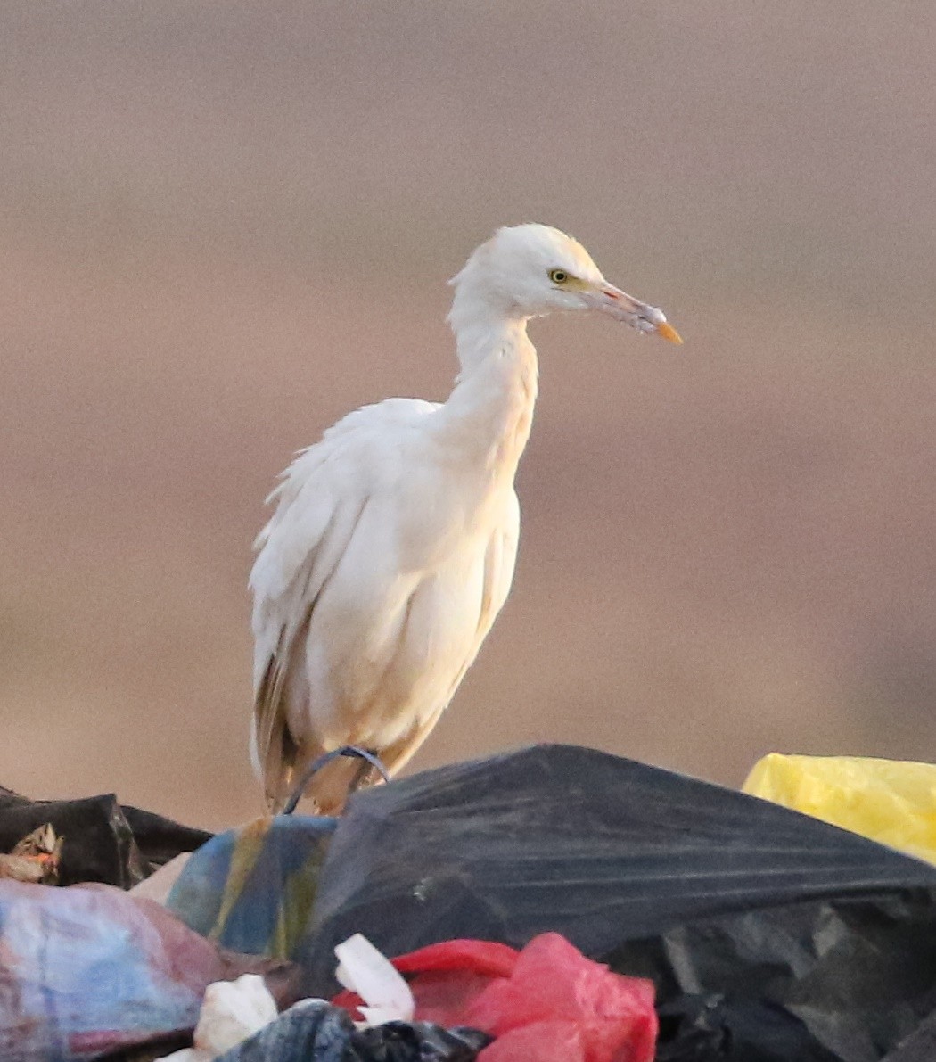 Western Cattle-Egret - ML562819161