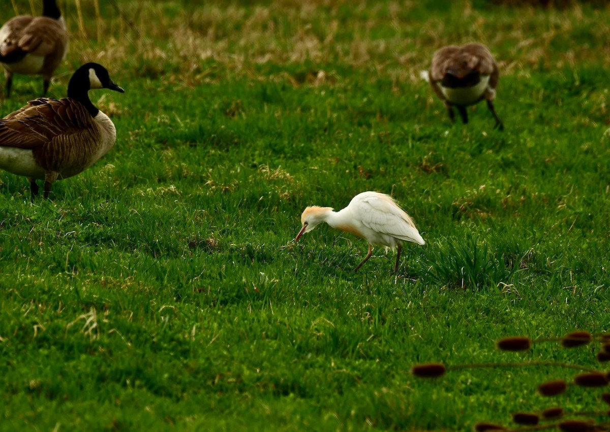 Western Cattle Egret - ML562819411