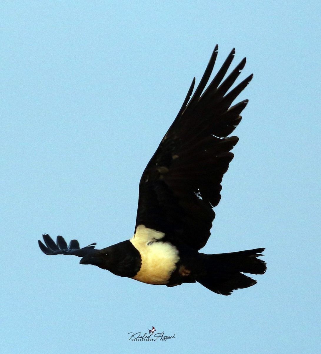Pied Crow - ML562819471