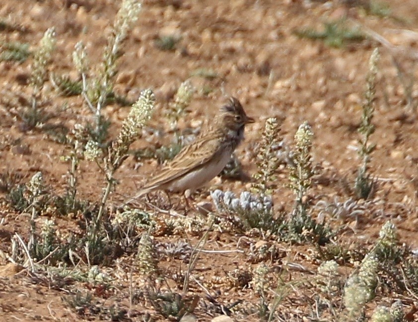 Mediterranean Short-toed Lark - ML562819691