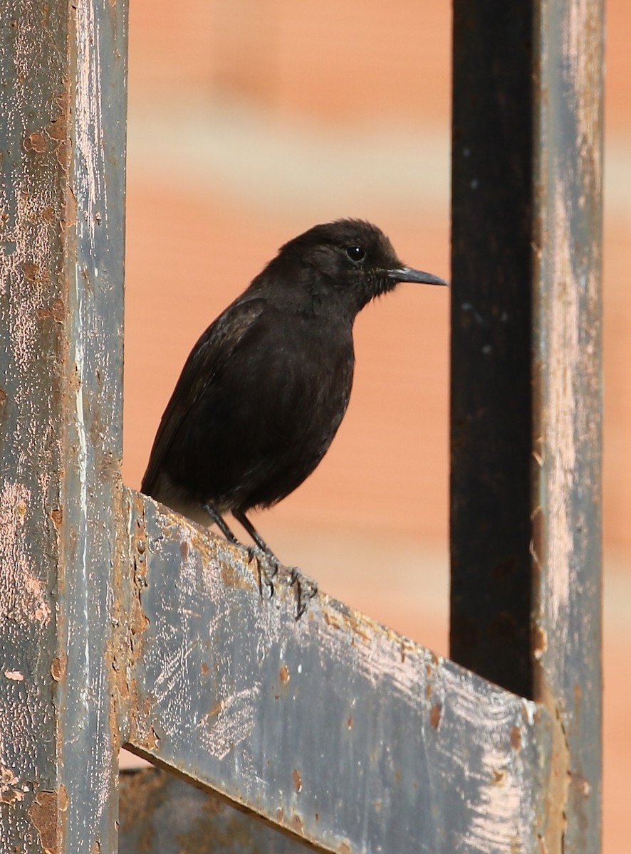 Black Wheatear - ML562820111