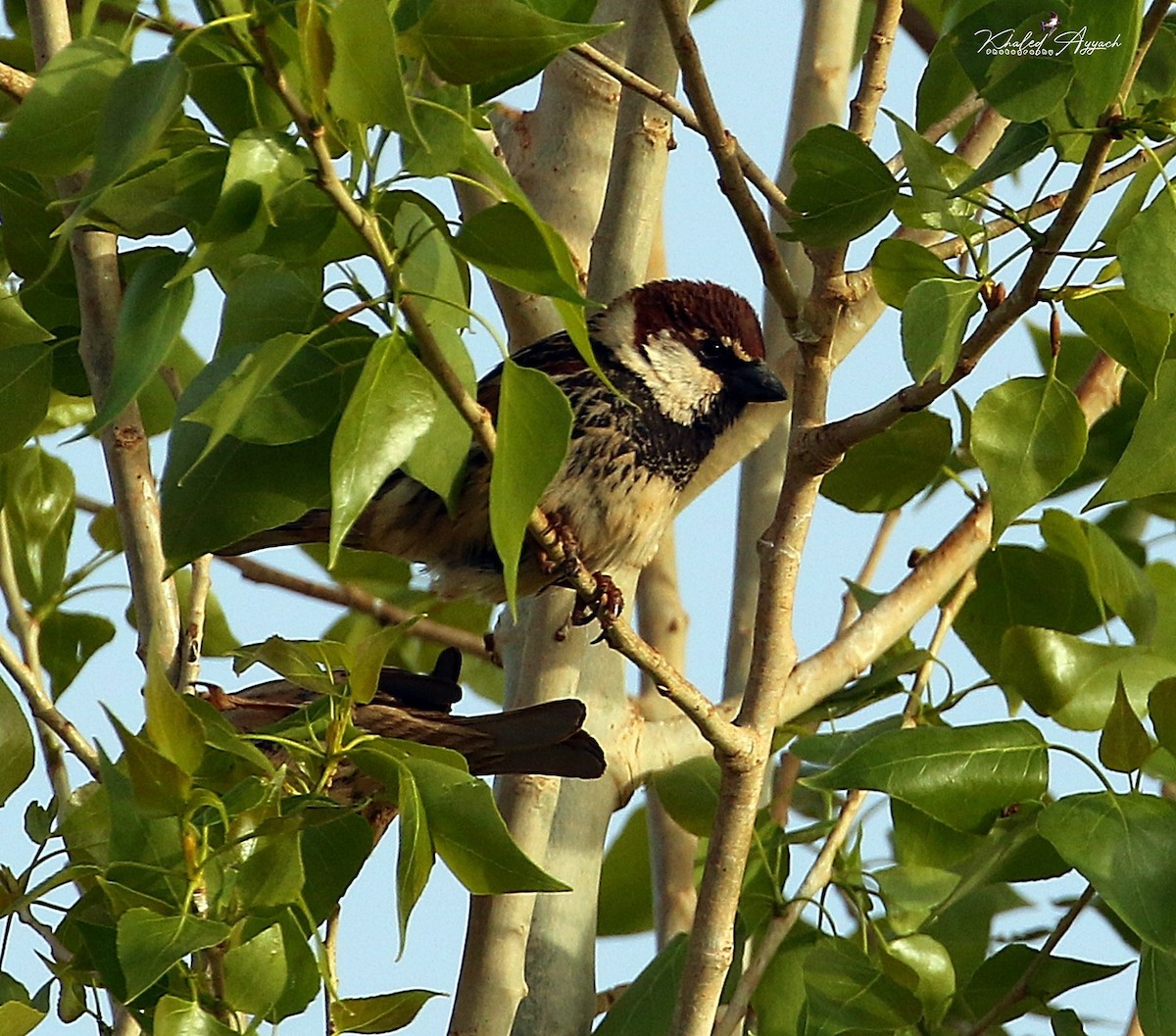 Spanish Sparrow - ML562820201