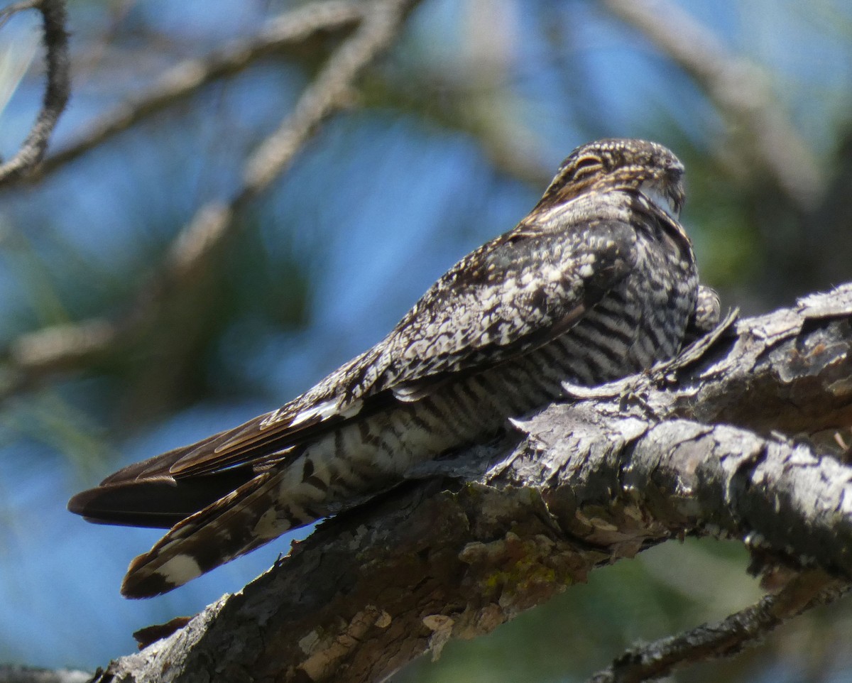 Common Nighthawk - Jim Mott