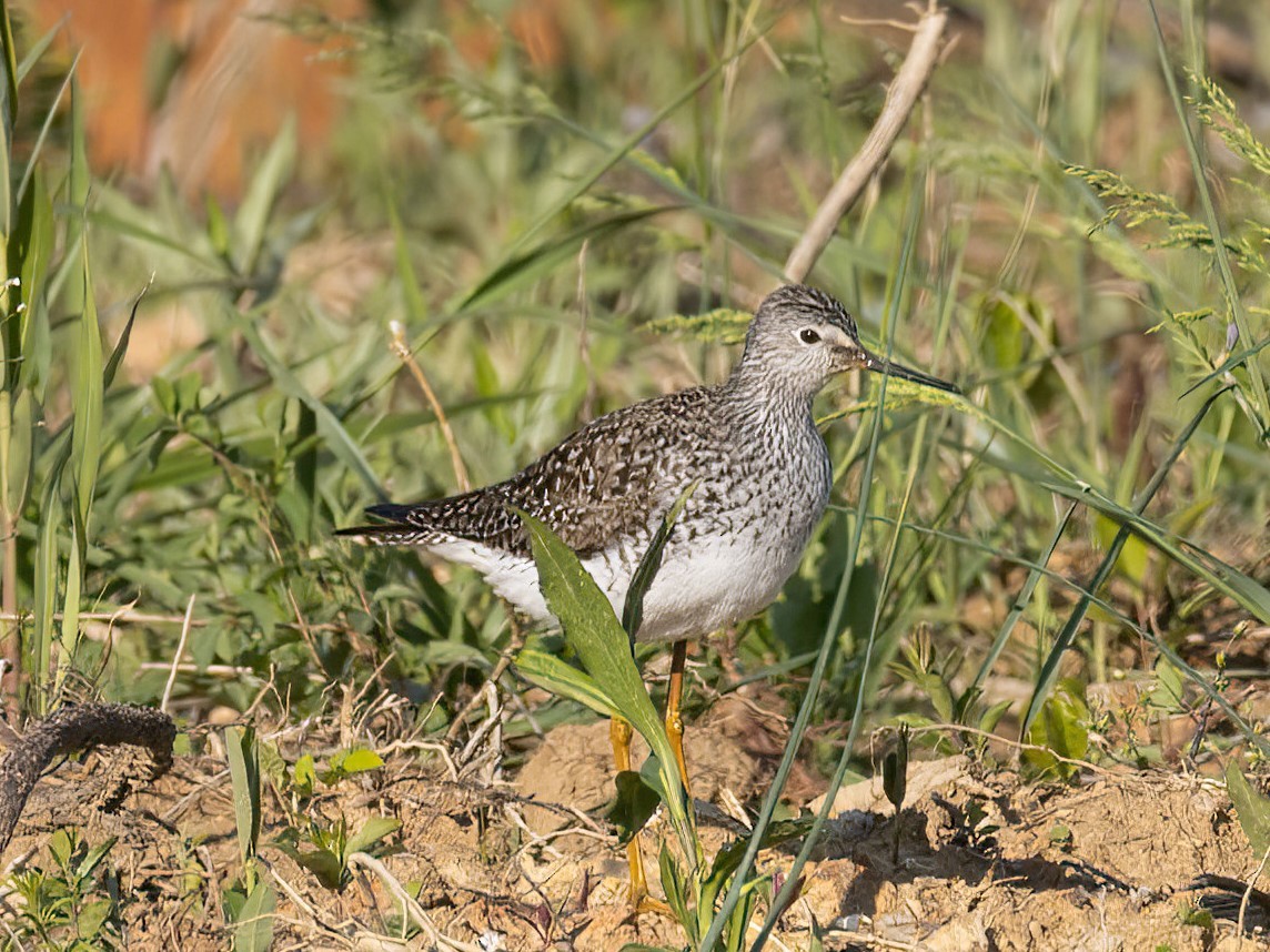 Lesser Yellowlegs - ML562821411