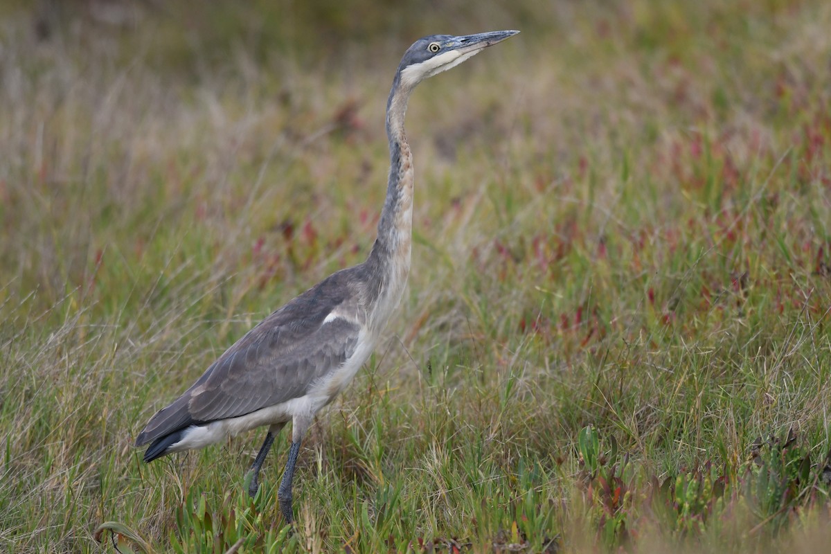 Black-headed Heron - ML562821911