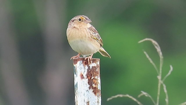 Grasshopper Sparrow - ML562823131