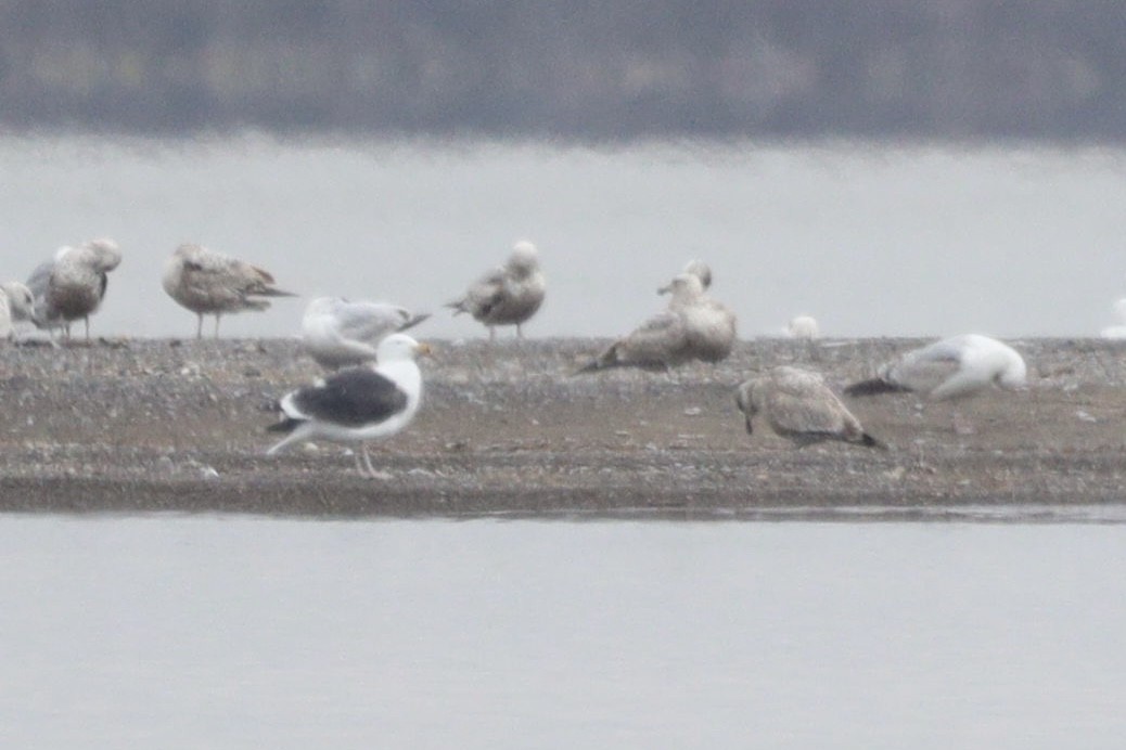 Great Black-backed Gull - ML562823661