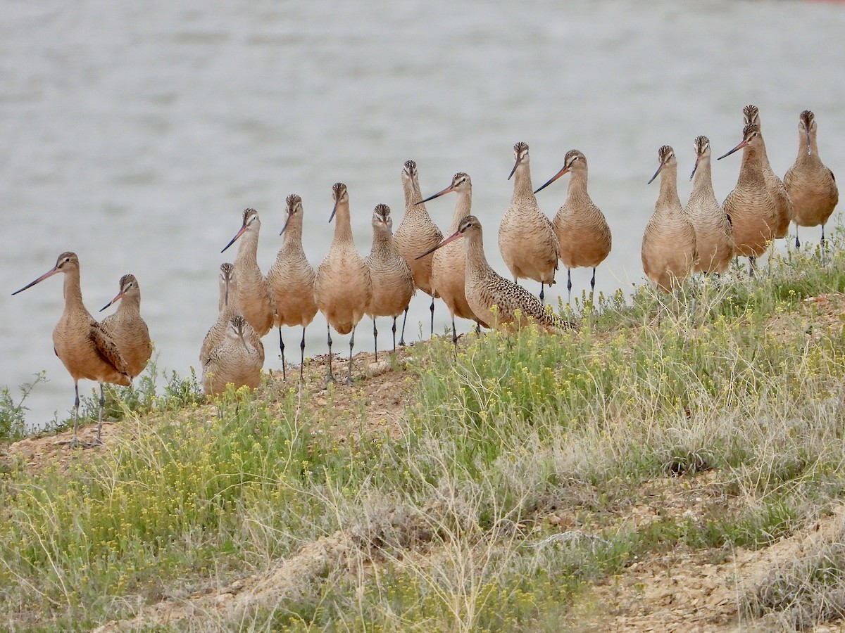 Marbled Godwit - Bill Schneider