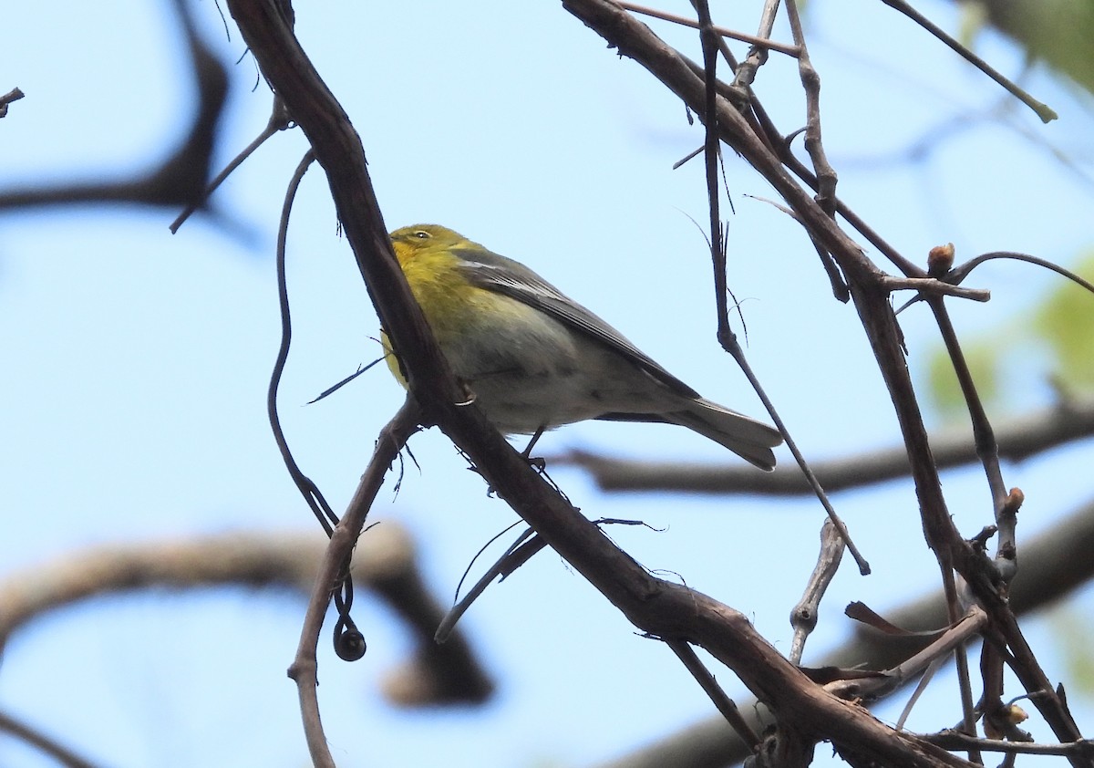 Pine Warbler - ML562825671