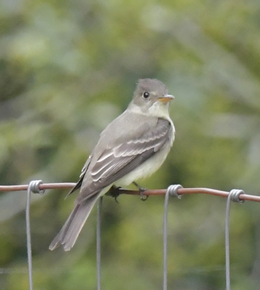 Eastern Wood-Pewee - Debra Miyamoto