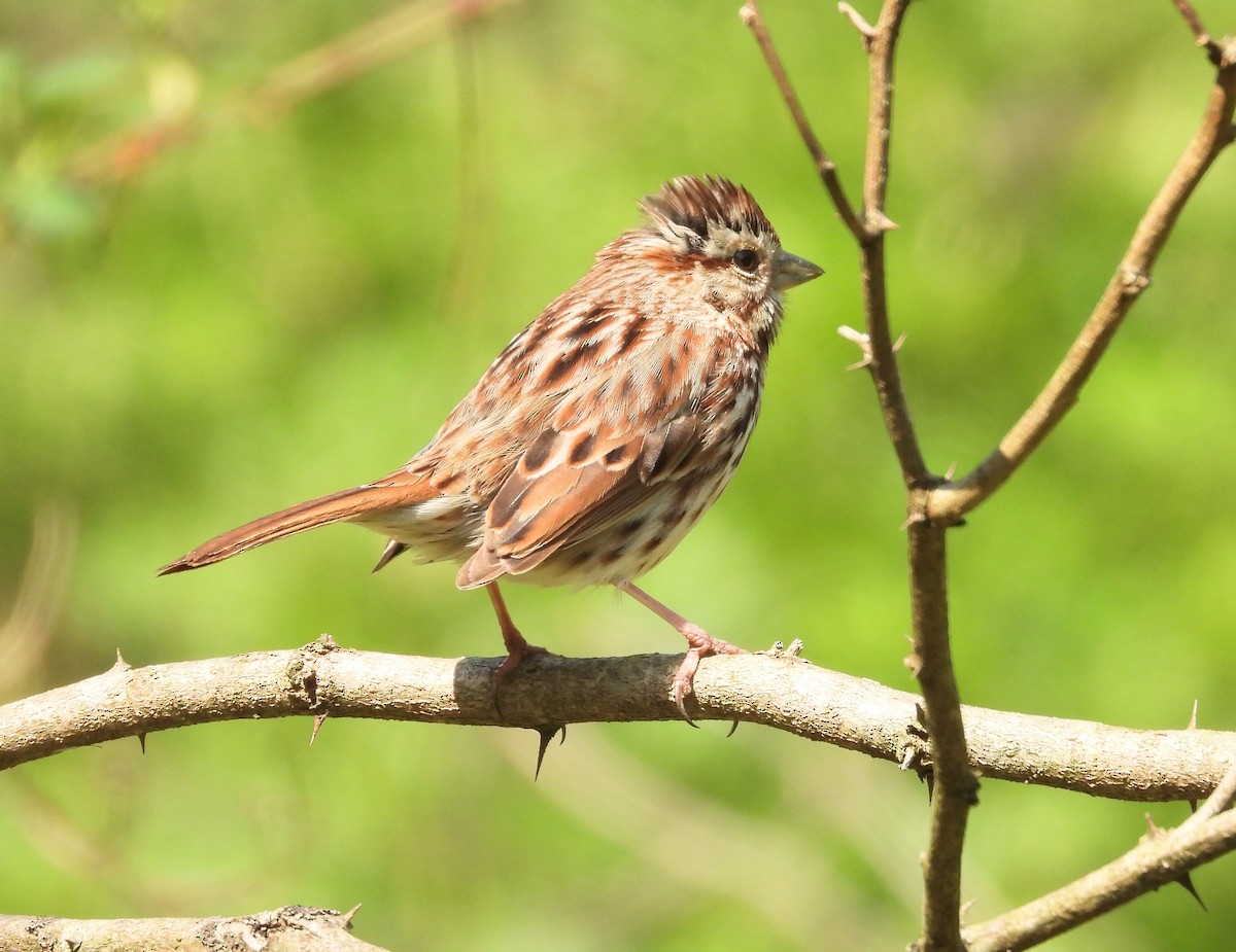 Song Sparrow - ML562828241