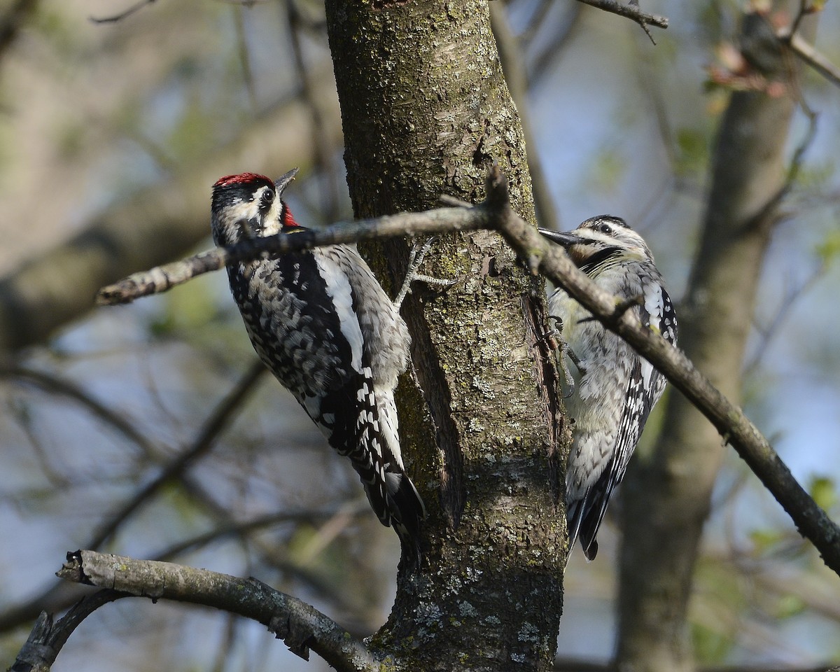 Yellow-bellied Sapsucker - ML562828621