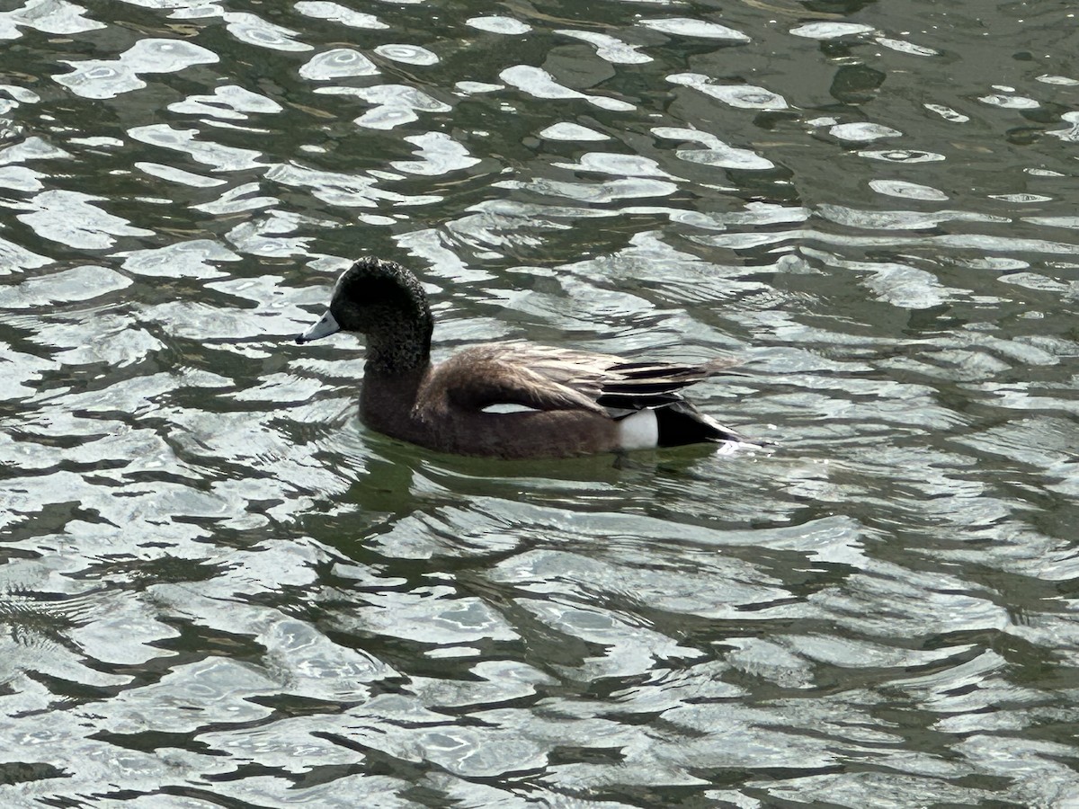 Canard d'Amérique - ML562828771