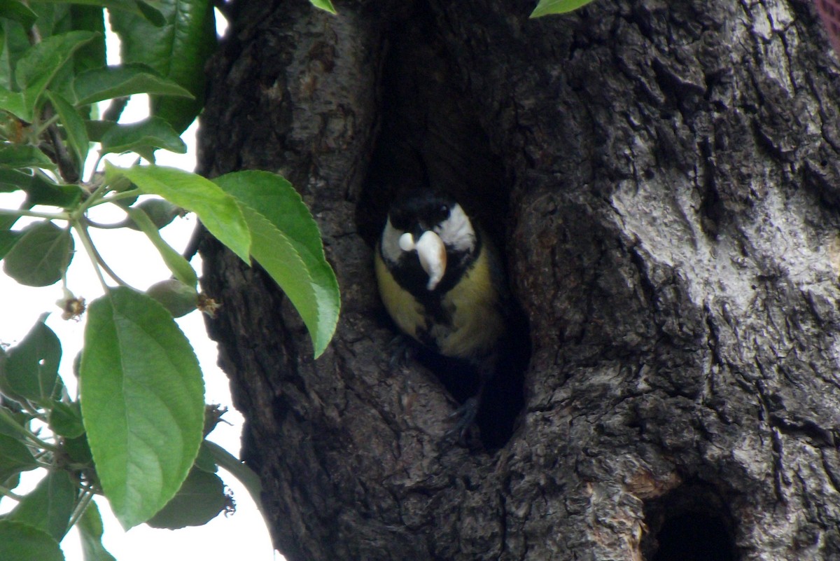 Great Tit - ML56282911