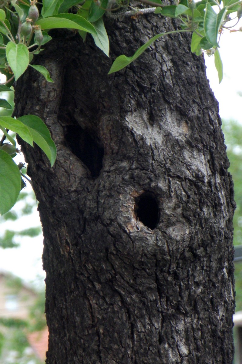 Great Tit - ML56282921