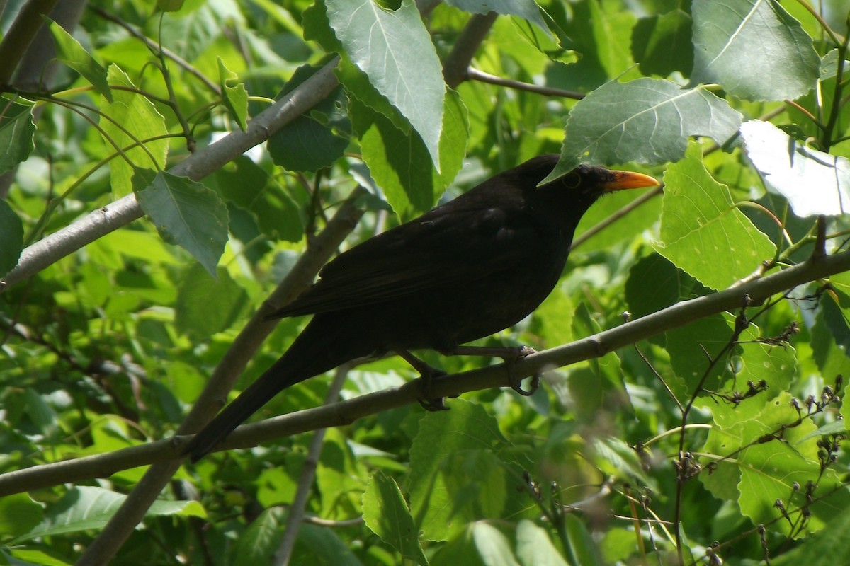 Eurasian Blackbird - ML56282991