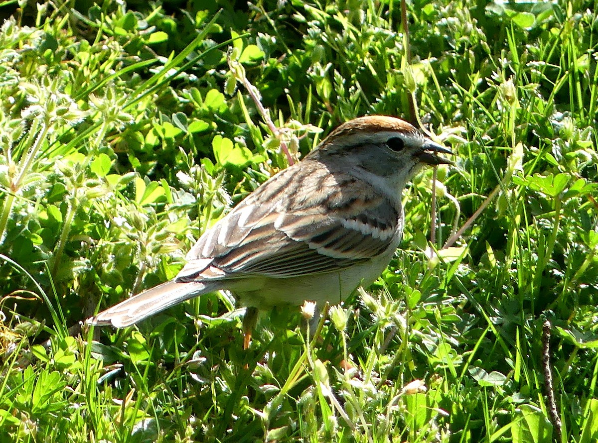 Chipping Sparrow - ML562830331