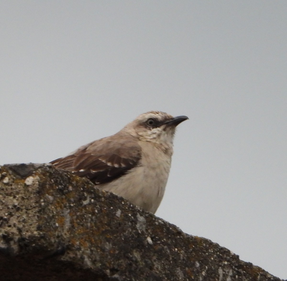 Tropical Mockingbird - ML562830481