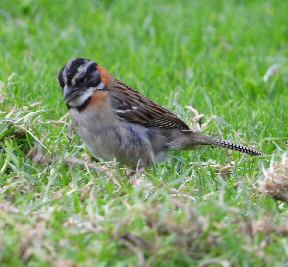 Rufous-collared Sparrow - ML562830641