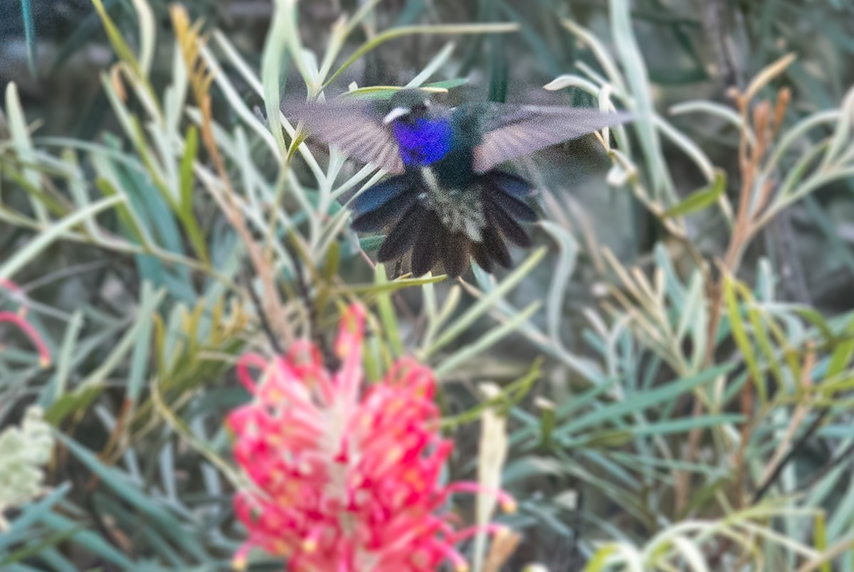 kolibřík safírový - ML562831211