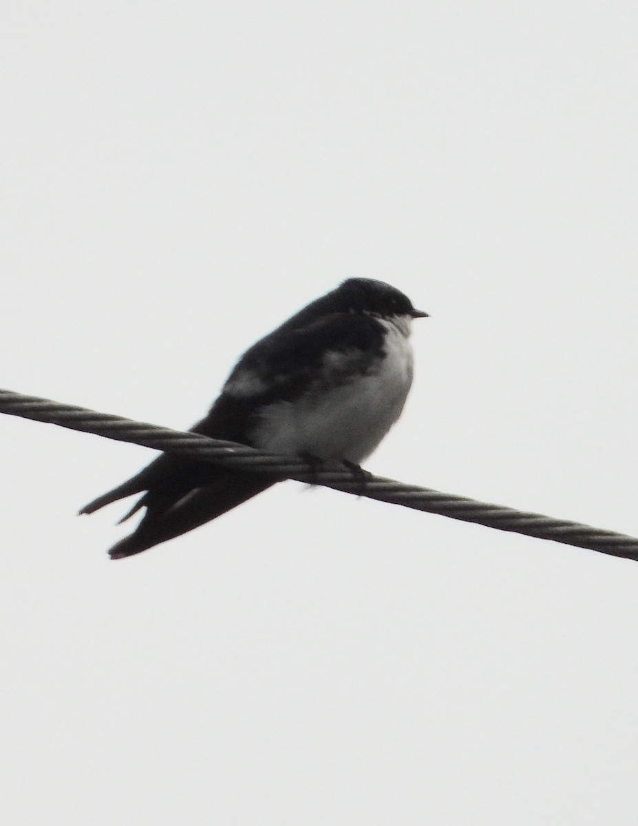 Blue-and-white Swallow - ML562831351