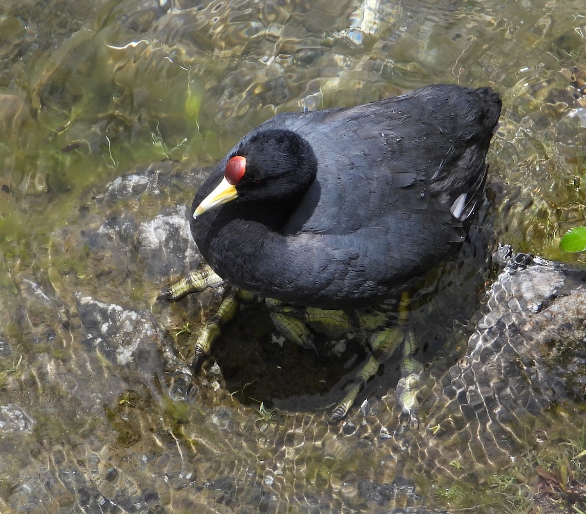 Slate-colored Coot - ML562831531