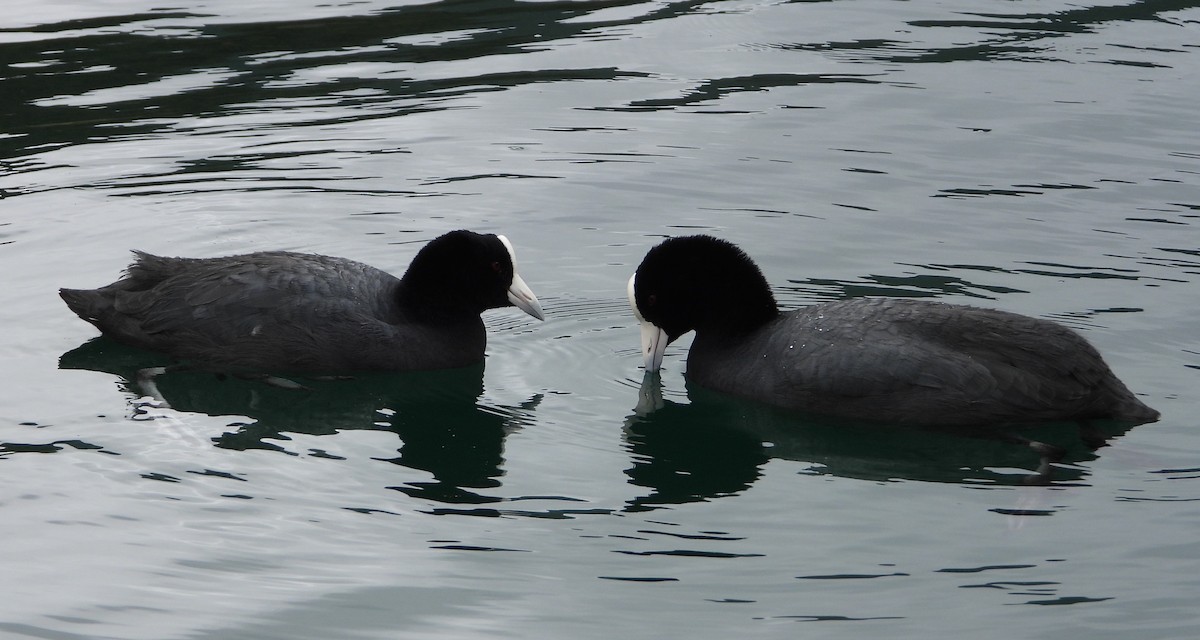 Slate-colored Coot - ML562831541