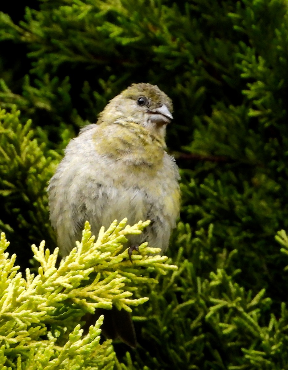 Grassland Yellow-Finch - ML562831711